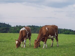 Two brown and white cows graze peacefully in a lush green pasture on an overcast day.